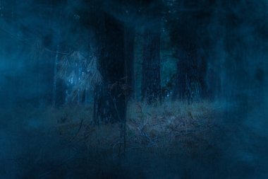 Kozalaklı bir ormanda mavi mistik sis esrarengiz bir atmosfer ve doğa ve cadılar bayramı kavramı etrafında kimse yok.