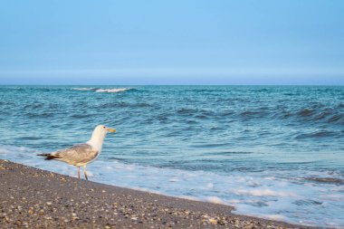 Martı, güzel dalgalara bakarak, güzel bir deniz kıyısında suyun kenarında duruyor.