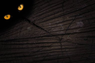 Vahşi bir hayvanın turuncu gözlerinin cadılar bayramı ve vahşi yaşam kavramı ile parıldadığı karanlık bir delikle pürüzsüz ahşap yüzeyi değil.