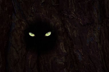 Orman sakinlerinin acımasız gözleri, vahşi yaşam kavramının tasarımı için yakın plan bir ağacın karanlık oyuğunda parıldıyor.