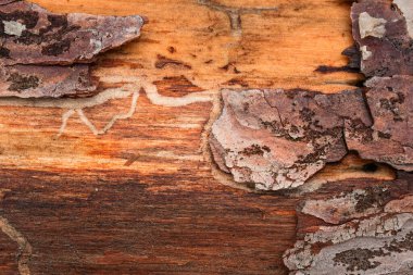 Karanlık ve aydınlık eski çam ağacının parlak dokusu kısmen soyulmuş kabuğu ve tasarım için fantastik desenleri var.