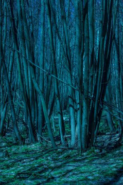 Gece ormanlarında kar damlaları yetişen gizemli ağaçlar. Etrafta kimse yok.