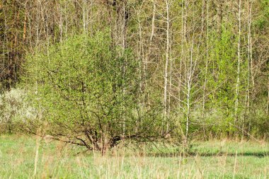 Yeşil çimenler ve ince ağaçlar Parlak güneşli bir günde vahşi yaşamın güzelliğinde