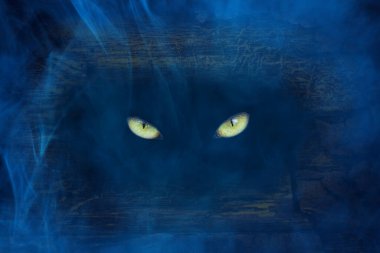 Vahşi hayvan gözleri, mavi bir sis konsepti olan mistisizm ve cadılar bayramı etrafındaki bir ağacın karanlık boşluğunda parıldıyor.