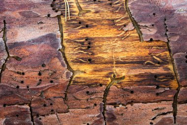 Bir çam ağacı gövdesinin deseni ilginç kahverengi ağaç kabuğu desenleri ve böcek ısırığı kaynaklı kara delikler tasarım için arka planda.