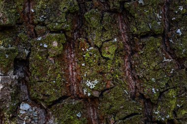 Ağaç kabuğunun dokusu yeşil yosunlarla kaplı yakın plan gizemli vahşi yaşam arka planının tasarımı için