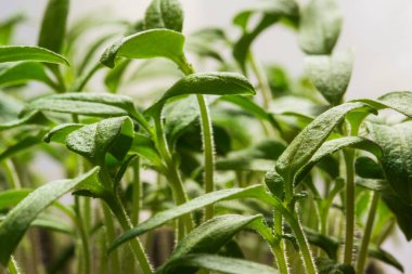 yeşil domates tohumu tarım ve mahsul yakın çekim kavramını büyütür