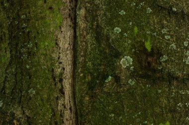 Yeşil yosun kaplı bir orman ağacının kabuğu vahşi yaşam tasarım konsepti için karanlık ve güzel desenler.