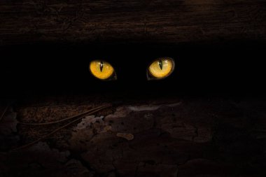 Orman sakininin büyük turuncu gözleri gece çam ağacının gövdesinde parıldıyor. Gizemli doğa ve Cadılar Bayramı kavramına yakın plan.