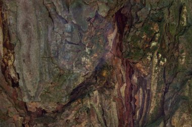 Renkli desenler ağaç kabuğu tasarım için yakın plan güzel desenler sanatsal soyutlamayı çatlatır