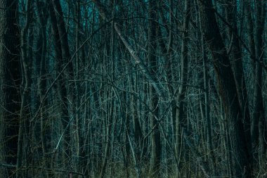 Gece ormanı cadılar bayramı arka planında yoğun büyüyen çıplak ağaçlar tasarım için
