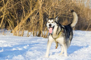 Parlak, güneşli bir günde, şirin, pofuduk bir köpeğin portresi, dilini çıkardı ve sıktı.