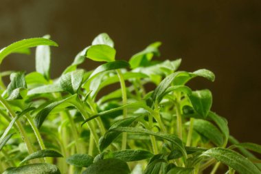 Genç domateslerin parlak yeşil filizleri parlak ışıkla parıldıyor. Hasat ve tarım kavramı.