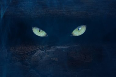 yellow sparkling eyes in a dark crack in the pine a stern look the concept of wildlife mystical night fog clipart