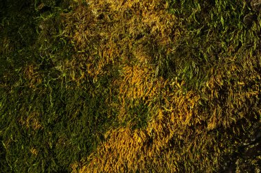 Orman ağacını kaplayan turuncu yosun yetiştiren gizemli yeşiller vahşi yaşam konsepti için yakın plan