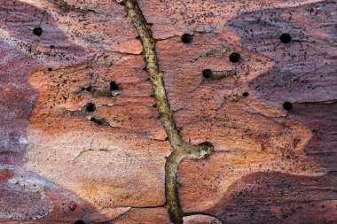 Böceklerin bir çam ağacının yüzeyinde bıraktığı olağanüstü desen tasarım için doğa arka planı kavramı.