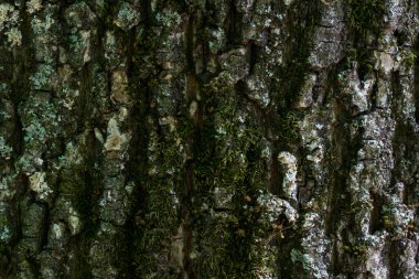 Ağaç gövdesindeki ağaç kabuğu yosun ormanlarının bitki dokusuyla kaplıdır. Yaban hayatı tasarım konsepti için gizemli bir atmosfer duvar kağıdını kapatır.