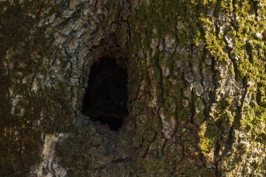 Güneş ışığı ve yosun kaplı arka planla aydınlık bir ağaç gövdesindeki karanlık boşluk vahşi yaşam konsepti için tasarlandı.