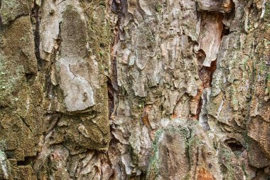 fantastik doğal arka plan çam ağacı dokusu çevre yakın çekim kavramı