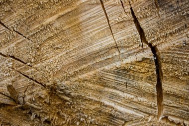 Çeşitli çatlaklar ve pürüzsüz yüzeyli sarı ahşap kesim tasarım için doğal desenler