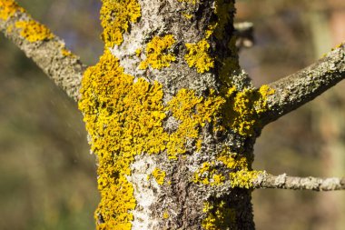 Bulanık bir arka planda parlak bir ağaç gövdesi Vahşi yaşam kavramı