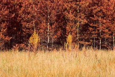 Sonbahar çam ormanlarının arka planındaki tarla bitkilerine karşı turuncu iğneler heyecan verici ve şaşırtıcı vahşi doğa, temiz ve etrafta kimse yok.