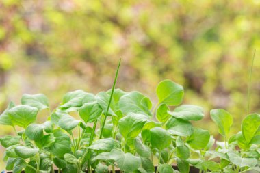 Bahar yapraklarının bulanık arka planında parlak yaprakları olan patlıcan tohumu tohumu.
