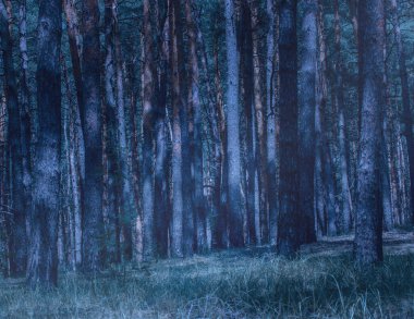 Orman geceleri gizemli ay ışığıyla aydınlanır arkasında yoğun bir şekilde uzun çam ağaçları büyür, nefes kesici doğa.