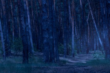 Yol, gece ormanının aydınlık bir kısmına götürür gizemli bir parıltı ve etrafta kimse yoktur korkutucu ve heyecan verici.