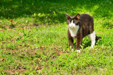 Mavi gözlü siyah beyaz kedi, parlak yeşil çimen kavramının üzerinde duran kameraya tehditkar bir şekilde bakıyor.