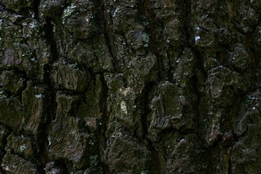 Koyu renk ağaç kabuğu yakın plan esrarengiz desenler tasarlamak için orman arka planını çatlatıyor.