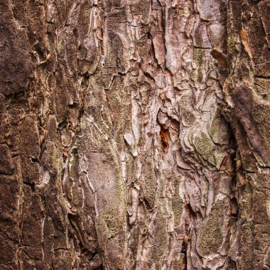 Doğal bir arkaplan tasarlamak için kozalaklı bir ağacın büyüleyici dokusu