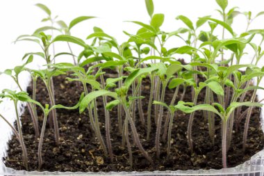 Toprakta yetişen küçük bir orman gibi parlak tohum veren domates gri arka planda tarım kavramı