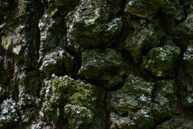 Orman ağacının pürüzsüz yüzeyi değil vahşi bitki duvar kağıdını kaplayan çatlak kabuk vahşi yaşam konsepti için.