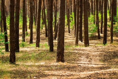 Yaz kozalaklı ormanları, uzun ağaçlarıyla, yeşil bitkileriyle ve parlak güneşli bir günde devrilen kozalaklarıyla büyüler. Doğa kavramı.