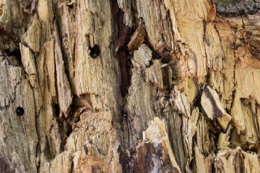 İnşaat için ağaç gövdesi malzemelerini kesin. Tasarım için duvar kağıdı. Grunge dokusu yakın plan.