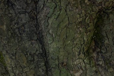 Bir orman ağacının gövdesindeki çatlaklar tasarım konsepti için pürüzsüz bir yüzey duvar kağıdı değildir.