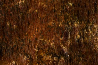 Kabuksuz orman odunu ince çatlaklar karanlık desenler gizemli ve muhteşem atmosfer duvar kağıtları tasarım konsepti vahşi yaşam için.