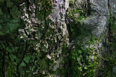 Çatlak kabuğu olan eski bir orman ağacının gövdesi kısmen güneş ışığından parlayan parlak yeşil yosunlarla kaplıdır. Tasarım konsepti için pürüzsüz olmayan gizemli bir yüzey duvar kağıdı.