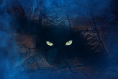 Sarı gözlü vahşi bir hayvan mistik desenli bir çam ağacının gövdesinin karanlık çatalında parıldıyor. Doğa ve çevre kavramı.