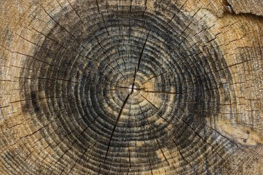 Eski ahşap kesit tasarım doğa kavramı için siyah ve sarı arkaplan