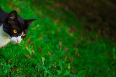 Çerçevenin kenarından yeşil çimenlerin bulanık arka planına bakan turuncu gözlü bir kedinin kafası.