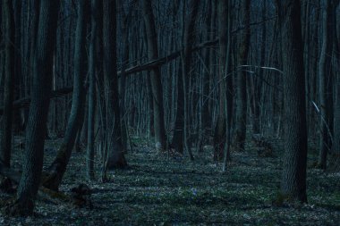 Gizemli uzun ağaçları olan sihirli doğa ormanı. Vahşi doğa ve cadılar bayramı kavramının etrafında hiç kimse yok.