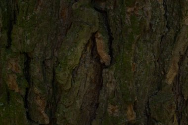 Kara ağacın çatlak kabuğu yosun ile kaplıdır. Orman bitkisi yüzeyinin esrarengiz dokusu yaban hayatı tasarım konsepti için arka plandadır.