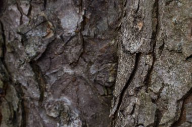 Doğal soyut gri ağaç kabuğu, başka bir gövde doğa ve çevre kavramının bulanık arka planına yaklaşır.