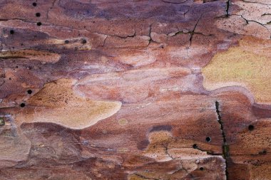Bir çam ağacının parlak kahverengi kabuk dokusu çatlaklarla ve kusurlarla tasarım için doğal grunge arkaplanı