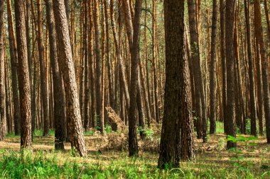 Yaz kozalaklı ormanları güzelliği ve uzun ağaçları ile hayrete düşürür. Doğanın güneşli günü kavramının etrafında kimse yoktur.