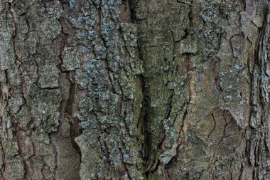 Kabuğunda çeşitli çatlaklar olan parlak ahşap bir doku. Tasarım için doğal arkaplan.