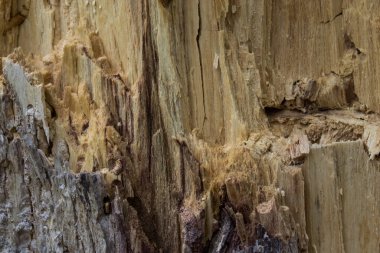Düz olmayan yüzeyi ve dekolteli bitki dokusuna sahip orman odunu yakın çekimde doğal ahşap konsepti.
