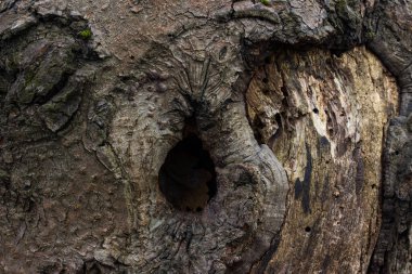 Gri kabuklu yuvarlak bir oyuk ile fantezi ahşap doku kısmen yırtık arka plan tasarım konsepti vahşi yaşam için